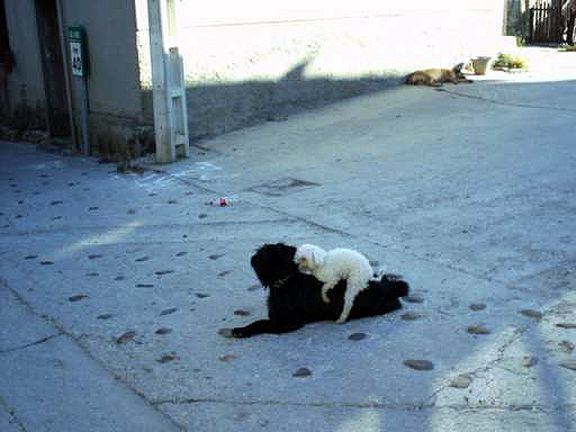 Insolites